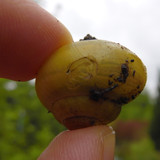 Fauna Snails Gastropod Publicdomain (142)