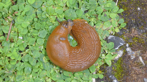 Fauna Snails Gastropod Publicdomain (135).jpg