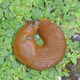 Fauna Snails Gastropod Publicdomain (135)