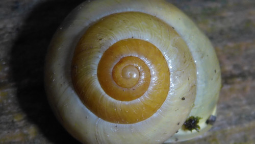 Fauna Snails Gastropod Publicdomain (138).jpg