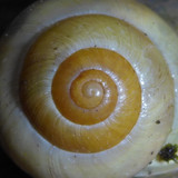 Fauna Snails Gastropod Publicdomain (138)