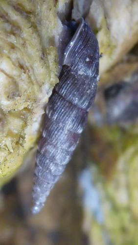 Fauna Snails Gastropod Publicdomain (143).jpg