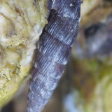 Fauna Snails Gastropod Publicdomain (143)