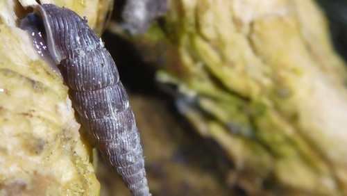 Fauna Snails Gastropod Publicdomain (147).jpg