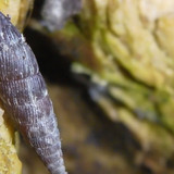 Fauna Snails Gastropod Publicdomain (147)