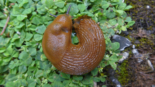 Fauna Snails Gastropod Publicdomain (136).jpg