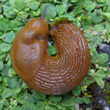 Fauna Snails Gastropod Publicdomain (136)