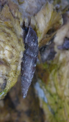 Fauna Snails Gastropod Publicdomain (144).jpg