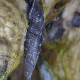 Fauna Snails Gastropod Publicdomain (144)