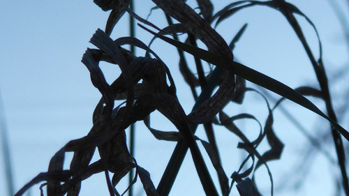 Abstract; Publicdomain; Cc0; Freeimage;.jpg