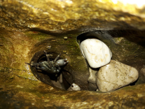 Crabs; Publicdomain; Cc0; Freeimage;.jpg