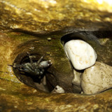 Crabs; Publicdomain; Cc0; Freeimage;