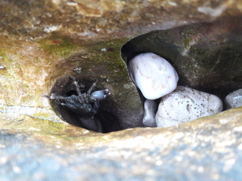 Crabs; Publicdomain; Cc0; Freeimage;.jpg