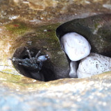 Crabs; Publicdomain; Cc0; Freeimage;