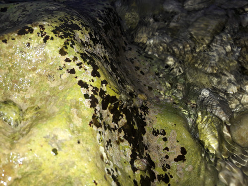 Crabs; Publicdomain; Cc0; Freeimage;.jpg