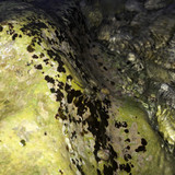 Crabs; Publicdomain; Cc0; Freeimage;