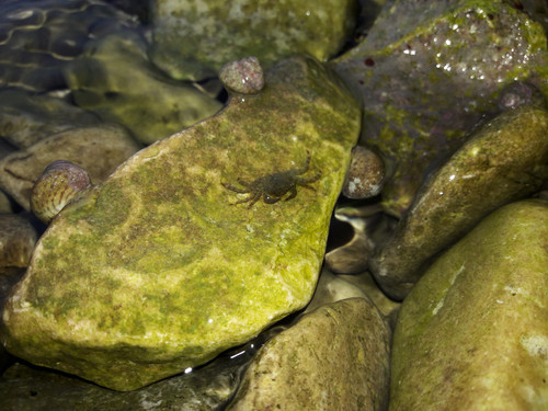 Crabs; Publicdomain; Cc0; Freeimage;.jpg