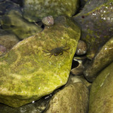 Crabs; Publicdomain; Cc0; Freeimage;