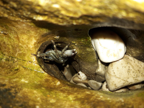 Crabs; Publicdomain; Cc0; Freeimage;.jpg