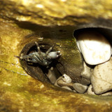 Crabs; Publicdomain; Cc0; Freeimage;