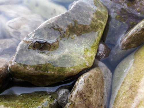 Crabs; Publicdomain; Cc0; Freeimage;.jpg