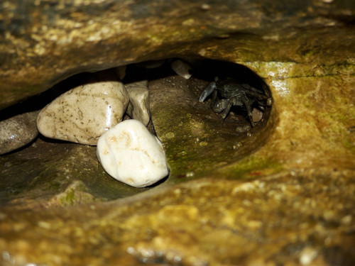 Crabs; Publicdomain; Cc0; Freeimage;.jpg