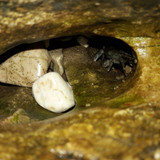 Crabs; Publicdomain; Cc0; Freeimage;