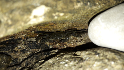 Crabs; Publicdomain; Cc0; Freeimage;.jpg