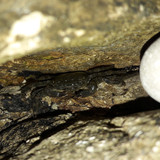 Crabs; Publicdomain; Cc0; Freeimage;