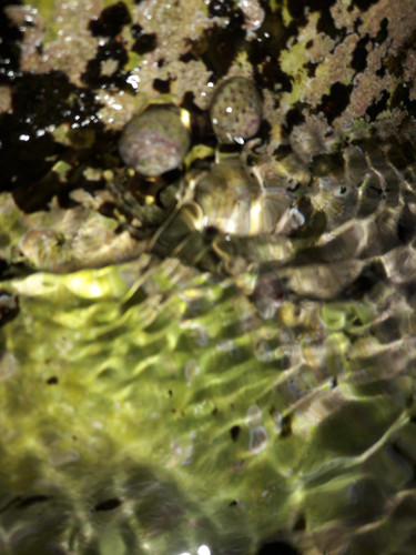 Crabs; Publicdomain; Cc0; Freeimage;.jpg