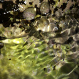 Crabs; Publicdomain; Cc0; Freeimage;