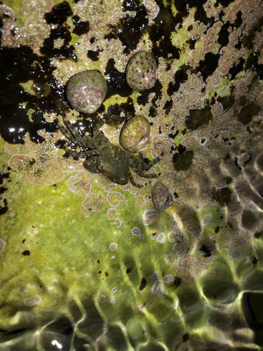 Crabs; Publicdomain; Cc0; Freeimage;.jpg