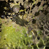 Crabs; Publicdomain; Cc0; Freeimage;