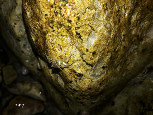 Crabs; Publicdomain; Cc0; Freeimage;.jpg