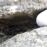 Crabs; Publicdomain; Cc0; Freeimage;