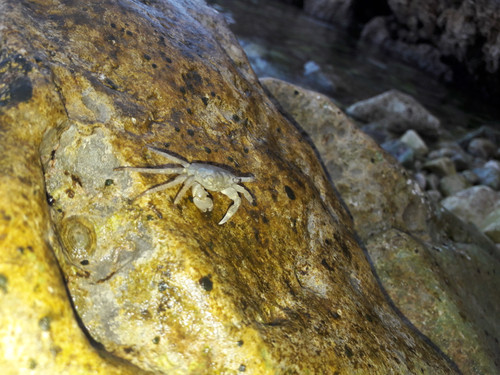 Crabs; Publicdomain; Cc0; Freeimage;.jpg