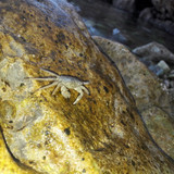 Crabs; Publicdomain; Cc0; Freeimage;