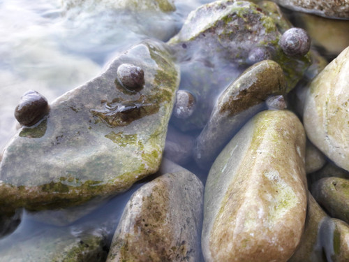 Crabs; Publicdomain; Cc0; Freeimage;.jpg