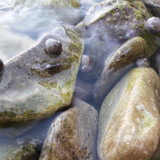 Crabs; Publicdomain; Cc0; Freeimage;