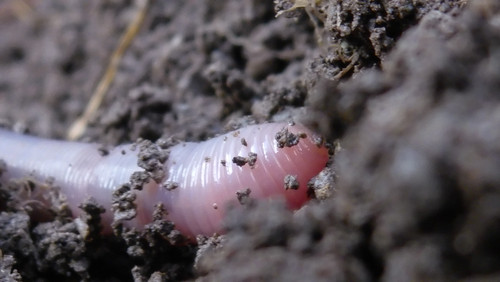 Rainworm; Publicdomain; Cc0; Freeimage;.jpg