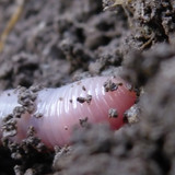 Rainworm; Publicdomain; Cc0; Freeimage;