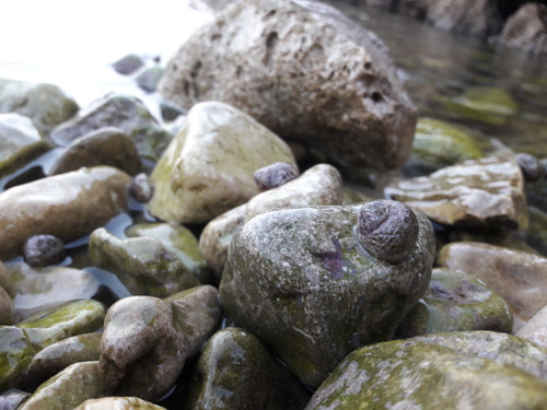 Waters And Shells Of The Sea.jpg