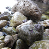 Waters And Shells Of The Sea