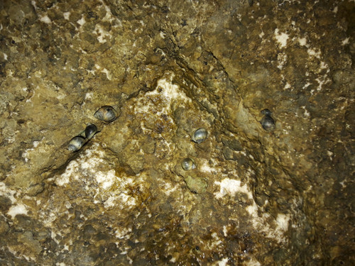 Waters And Shells Of The Sea.jpg