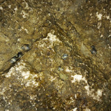 Waters And Shells Of The Sea