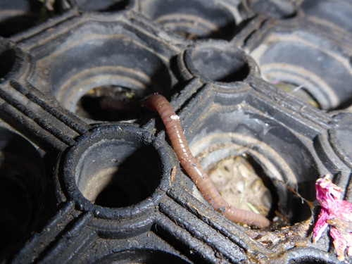 Fauna Rainworm Publicdomain (1).jpg