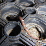 Fauna Rainworm Publicdomain (1)