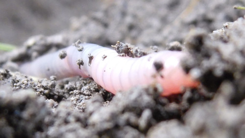 Rainworm; Publicdomain; Cc0; Freeimage;.jpg