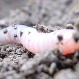 Rainworm; Publicdomain; Cc0; Freeimage;