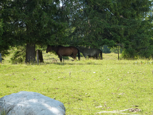 Horse At The Wilderness.jpg